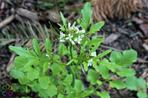 cardamine flexuosa (4)